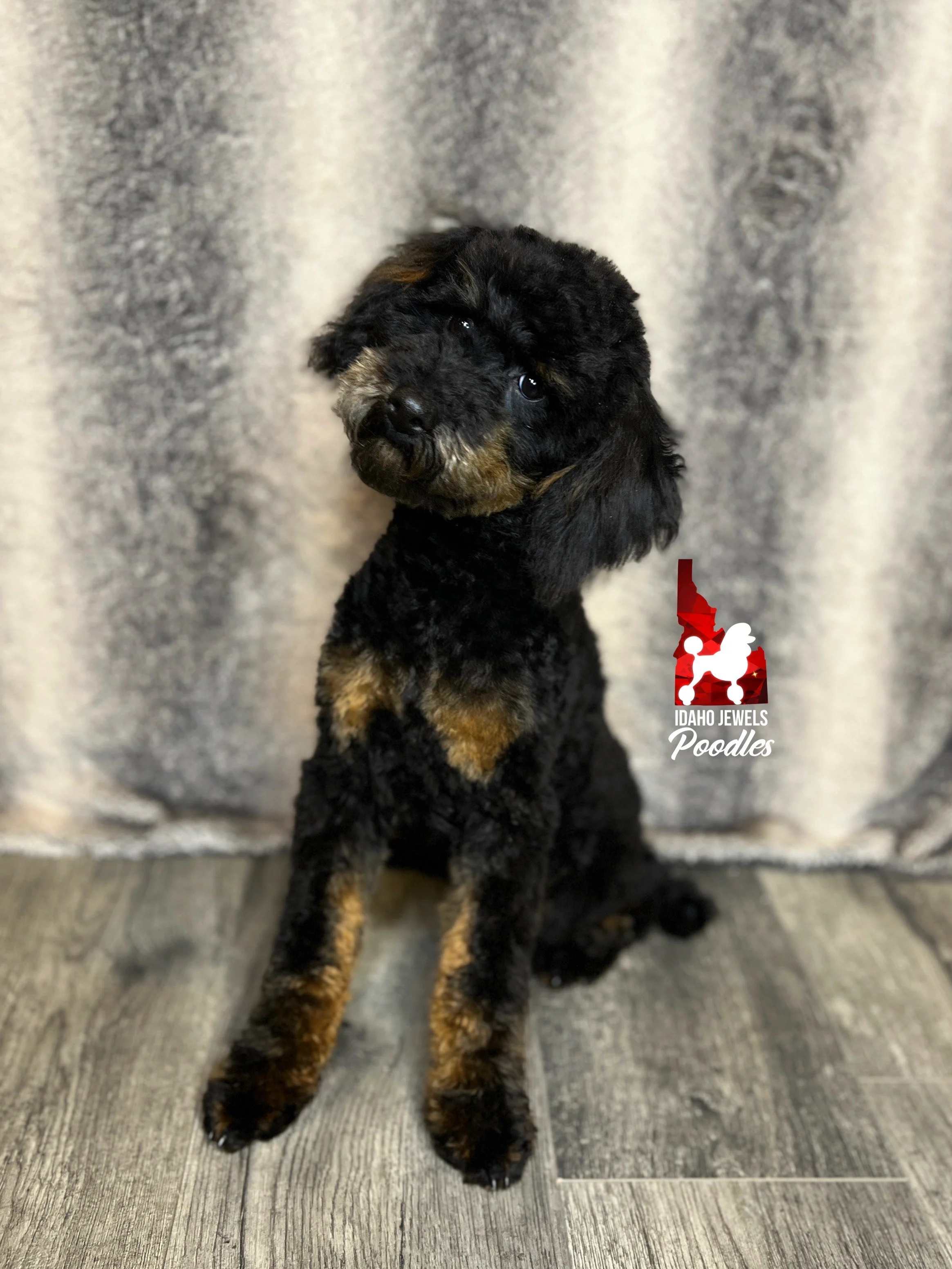 Idaho Jewels Poodles — (Retired) Meet Pockets